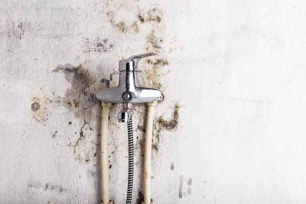 Best Residential Mold Removal  in River Road, WA