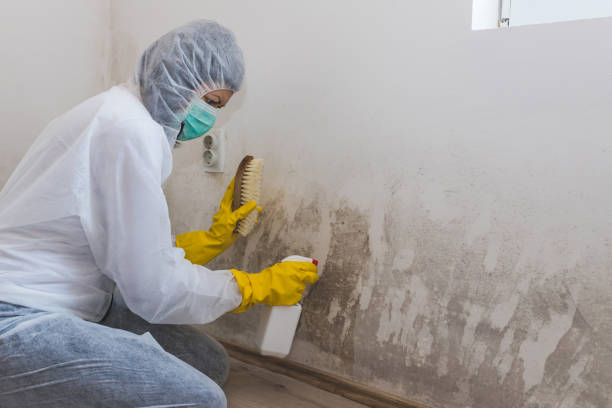 Crawl Space Mold Removal in River Road, WA