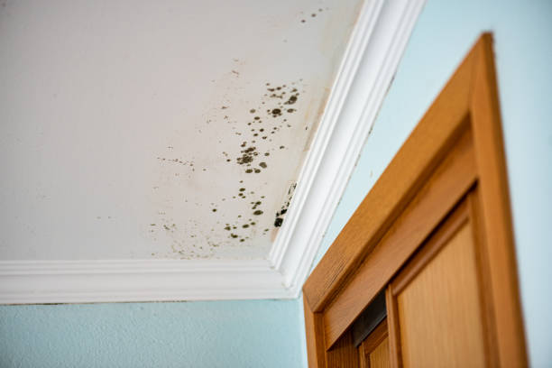 Office Mold Removal Services in River Road, WA