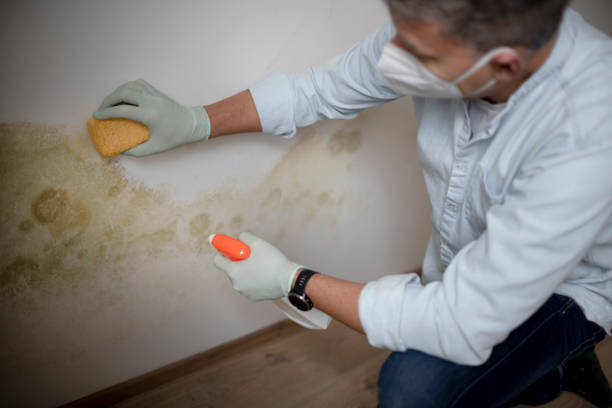 Best Mold Removal Company Near Me  in River Road, WA