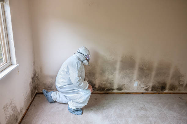 Best Mold Testing and Removal  in River Road, WA