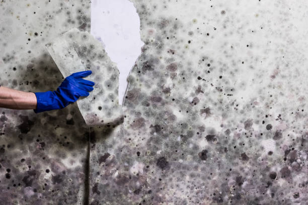 Best Certified Mold Removal  in River Road, WA