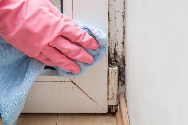 Best Commercial Mold Removal  in River Road, WA